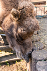 Camel scratches its nose hard