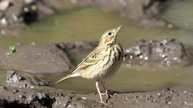 The tree pipit bird on the ground, Anthus trivialis