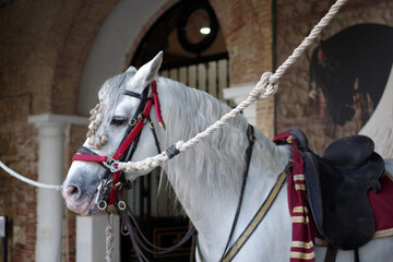 Etalon andalous harnach&eacute; pour le spectacle