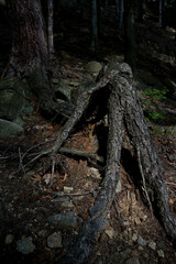 Tree root forest