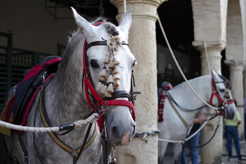 Portrait d'un cheval gris pommel&eacute;