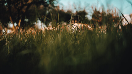 Grass  © Beata