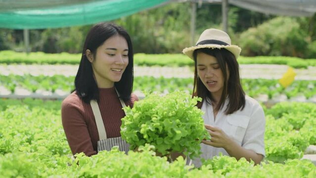 agriculture concept of 4k Resolution. Asian gardeners are working together on a vegetable farm.