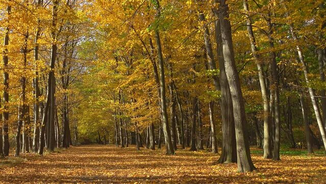 Autumn park or forest. Trees on the wind, autumn season. Yellow trees. Autumn nature forest landscape.
