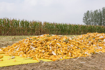 heap of yellow corn cob harvest in field
