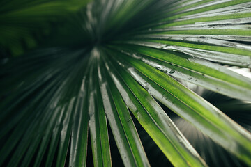 A close-up photo of palm leaf texture natural tropical green leaf background