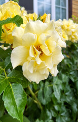 Beautiful bush of yellow roses in a summer garden. Rose garden.