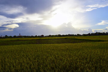 Rice Field Sunset 