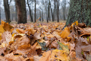 Autumn leaves in the forest. Autumn landscape with fallen maple and oak leaves after rain and trees in park.