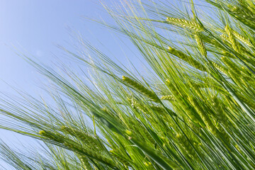 agricultural field where green rye grows, agriculture for obtaining grain crops, rye is young and green and still immature, close - up of the agricultural crop rye