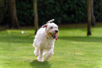 soft coated wheaten terrier running