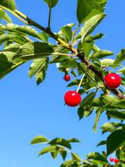 Red ripe berries on the cherry tree on the blue sky background. Summer garden.