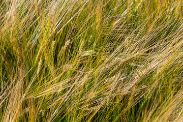 agricultural field where green rye grows, agriculture for obtaining grain crops, rye is young and...
