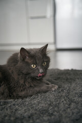 Cat washing itself. The cat is lying on the carpet cleaning and licking himself. Cats' hygiene in the house