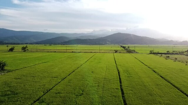 Aerial view of rice fields in the valley. HD drone images