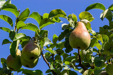 A bunch of pears in the tree. Benefits of pears. Blue sky Background.