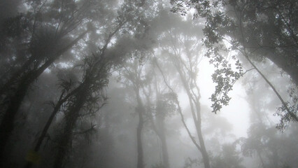 fog in the forest