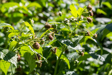 Branch of green unripe raspberries in a garden, macro shot.