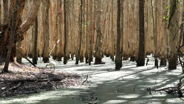 A Spoonbill wades through a paperbark tree swamp in search of food. Wild animal behaviour