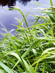 Green grass near the river. River landscape.