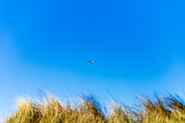 Beach grass against blue sky