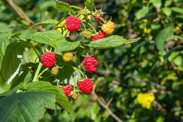 Fruits of raspberry and green leaves on a bush branch