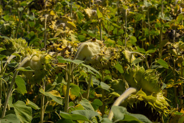Fototapeta premium Sunflower heads drooping full of seeds to be harvest at the end of the growing season on a farm field in autumn