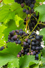 Ripe grapes grow on bushes. Bunch of grapes before harvest