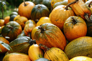 Yellow and green pumpkins are gathered in a big pile in the garden