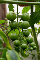 A bunch of green tomatoes on a bush. Tomatoes ripen in the garden. Bush with green tomatoes. Lots of tomatoes on the bush