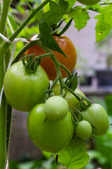 Bunch of organic unripe green tomato in greenhouse. Homegrown, gardening and agriculture consept. Solanum lycopersicum is annual or perennial herb, Solanaceae family. Cover for packaging seeds