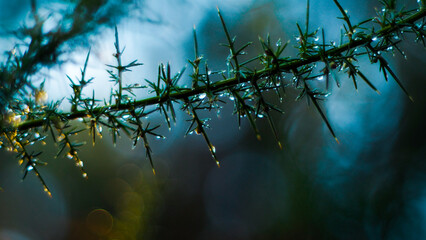 Macro d'épines d'ajonc, sur lesquelles sont déposées des gouttelettes de rosée