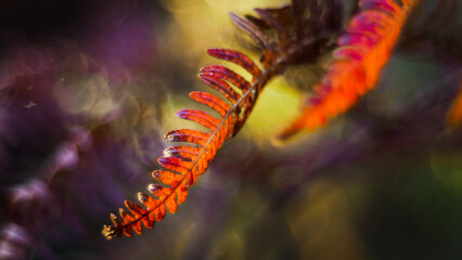 Macro de feuilles de fougère sauvages, aux teintes orangées, mises en valeur par la lumière du soleil couchant