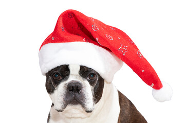Boston Terrier Hund mit Weihnachtsmütze - obrazy, fototapety, plakaty