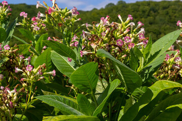 Obraz na płótnie Canvas Green leaf tobacco in a blurred tobacco field background, close up. Tobacco big leaf crops growing in tobacco plantation field