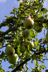 A bunch of pears in the tree. Benefits of pears. Blue sky Background.