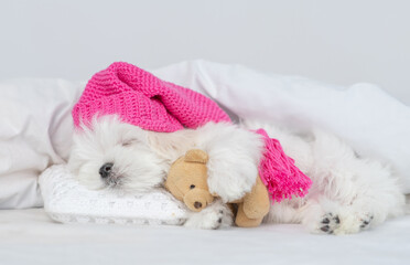 Cute Lapdog puppy wearing warm hat sleeps under white blanket on a bed at home and hugs favorite toy bear
