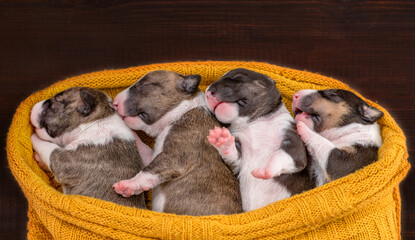Four tiny newborn Biewer Yorkie  puppies sleep together under a warm plaid. Top down view