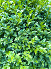 Boxwood seamless background pattern. Natural green texture of boxwood Buxus sempervirens 