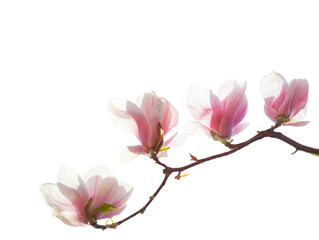 Branch with  beautiful  light pink Magnolia flowers  isolated on white background.