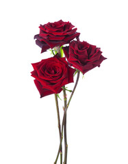 Three dark red Roses  isolated on white background. Selective focus - 533614996