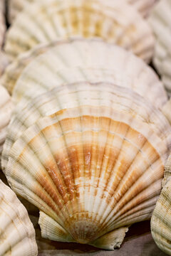 Detail macro scallop shell in the market of Vigo (Spain)