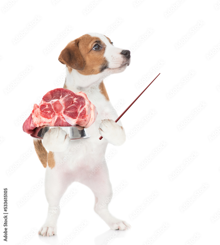 Poster jack russell terrier holds bowl of raw meat and points away on empty space. isolated on white backgr