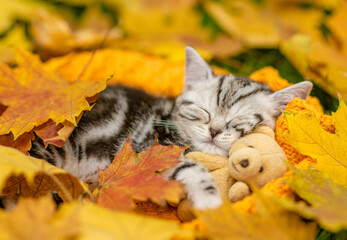 Cute Kitten sleeps on autumn fall foliage and hugs favorite toy bear