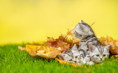 Group of cats lying together on  green grass under autumn leaf. Empty space for text