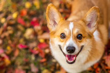 Happy Corgi puppy sitts at autumn park and looks up at camera. Empty space for text