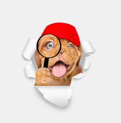 Happy puppy wearing blue cap looks thru a magnifying lens looks through a hole in white paper