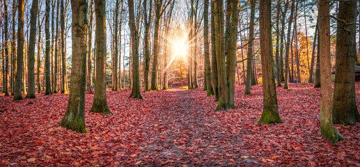Fallen autumn leaves covering the forest ground as a red carpet. 