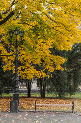 Big maple with yellowed leaves, bench and street lamp in the autumn park.