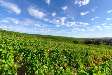 Fototapeta na wymiar Vineyards in the hills of Sancerre village